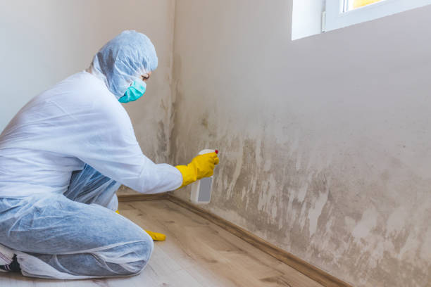 Licensed Mold Inspection service in Kearny, NJ - WQB Mold Removal